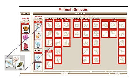 What Are The Animal Kingdoms Chart