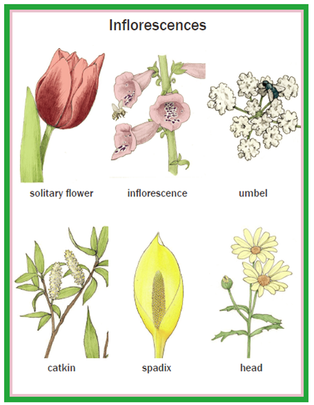 Illustrated Botany for Children - Complete set – Big Picture Science