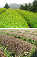 sencha harvest time