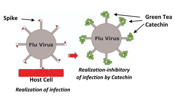 Flu Virus image