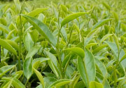 tea leaf