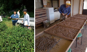 working tea farm