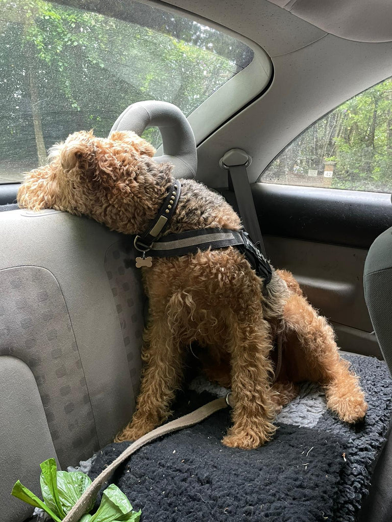 Rolo airedale terrier in the car to the forest
