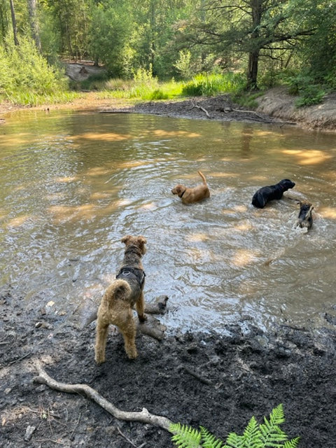 We bump into his doggy friends Bramble, Eddy and Bertie. 