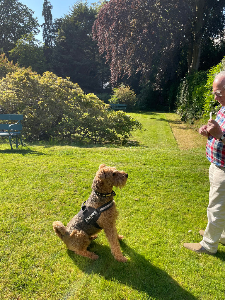 Airedale terrier in Tunbridge Wells 