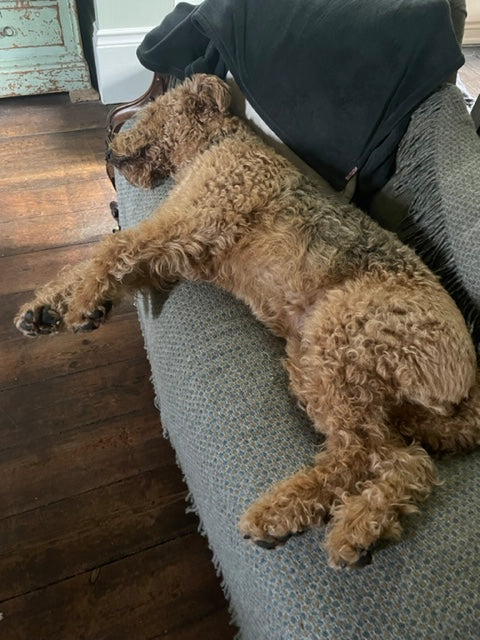 Rolo the airedale terrier asleep on the sofa