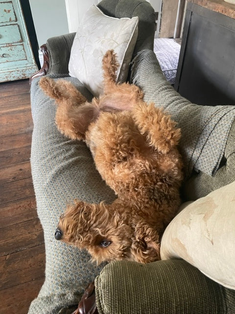 Rolo airedale terrier sleeping on the sofa tunbridge wells