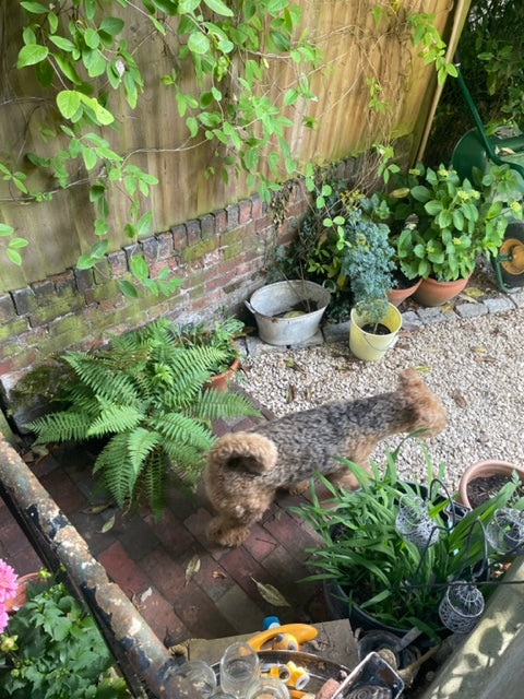 Rolo Airedale terrier in the garden tunbridge wells 