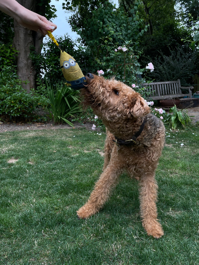 Airedale terrier playing in Tunbridge Wells 