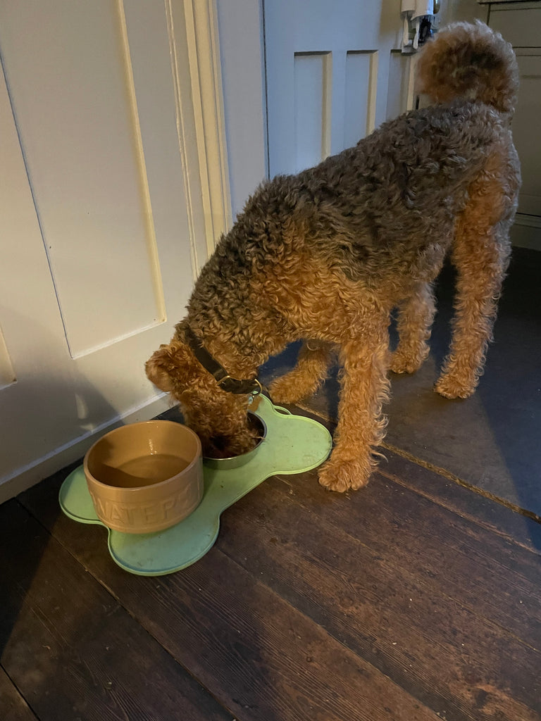 Airedale terrier eating in Tunbridge Wells 