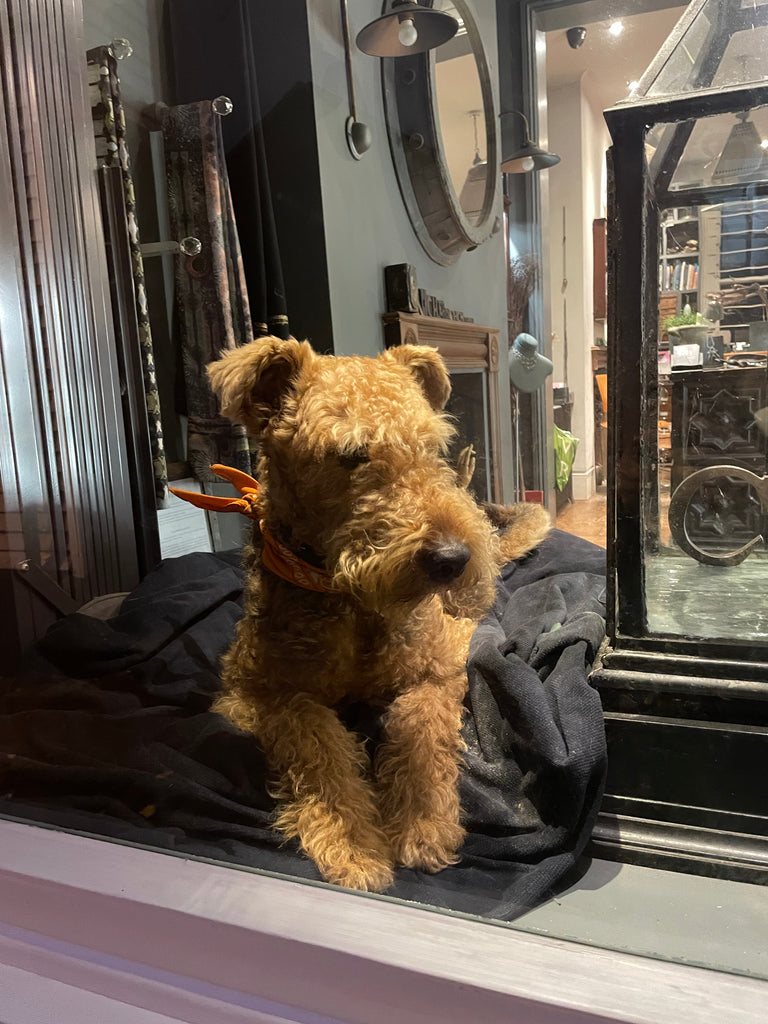 Dog in Tunbridge Wells jewellery shop window 