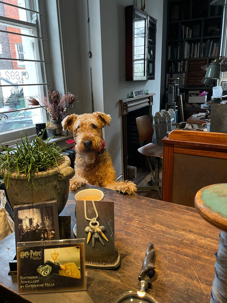 Dog in Tunbridge Wells jewellery shop window 