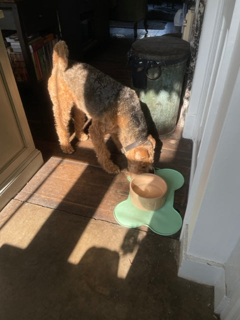 Rolo Airedale terrier eating breakfast tunbridge wells