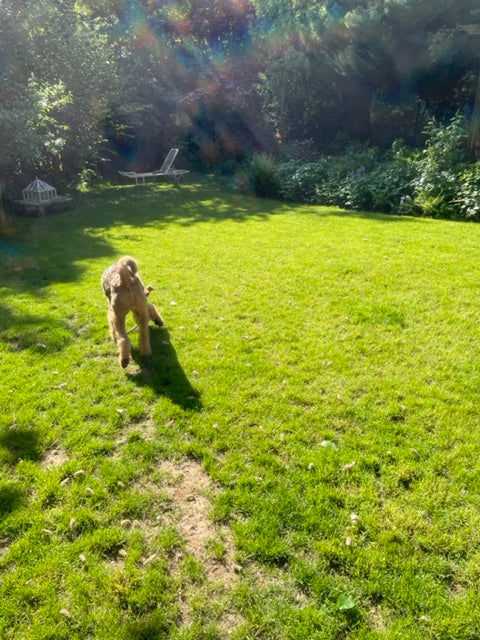 Rolo airedale terrier in the garden tunbridge wells 