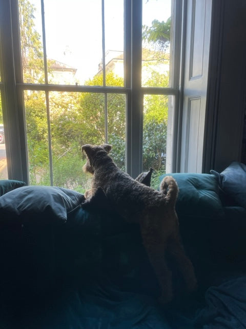 Rolo airedale terrier looking out of the window tunbridge wells