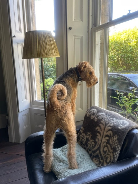 Rolo airedale terrier looking out of the window tunbridge wells