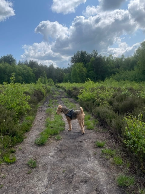 Airedale terrier dog walk Tunbridge Wells 