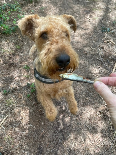 Airedale terrier with dog treat in Tunbridge Wells 