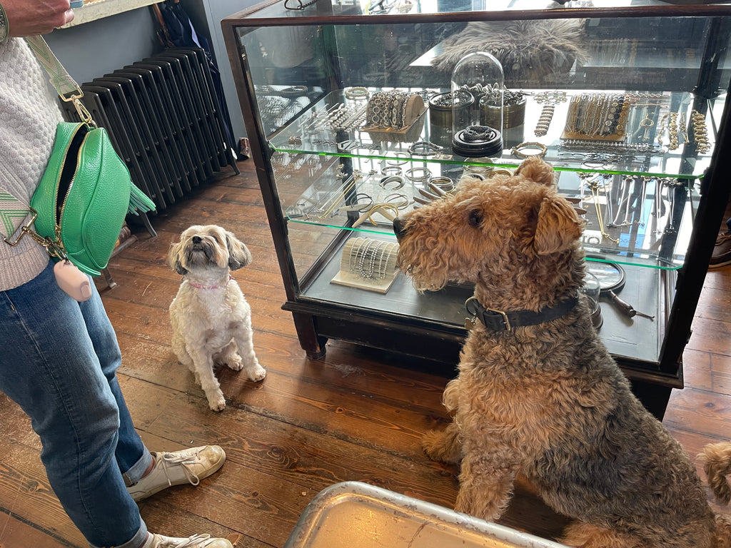 Airedale terrier and Tibetan terrier in Tunbridge Wells