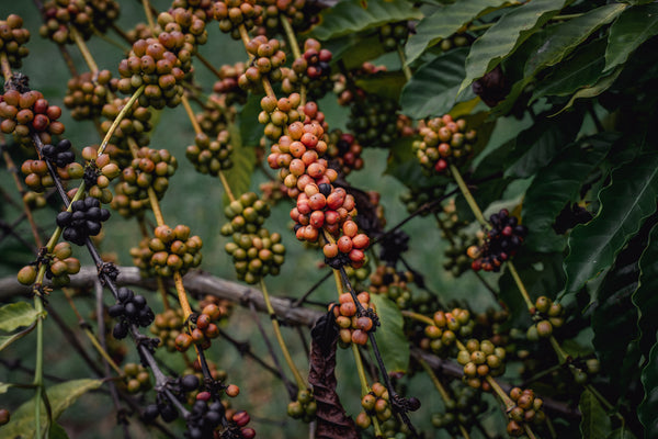 Coffee berries on a tree in Chiang Mai