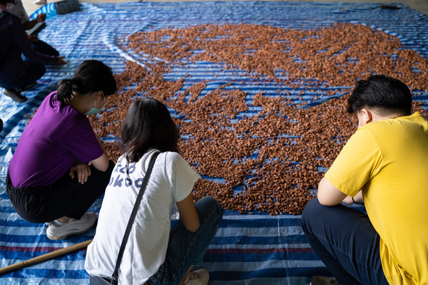 Selecting and grading cacao beans