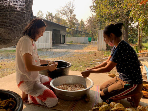 Image showing the founder of Kad Kokoa working closely with a local Akha tribal worker in Chiangmai. They are both engaged in the process of sorting and inspecting cacao beans. The founder is attentively observing the beans, while the Akha worker, dressed in traditional tribal attire, demonstrates the technique. The background reveals the natural, rustic setting of the cacao farm, highlighting the hands-on approach and cultural collaboration essential to producing high-quality cacao beans."