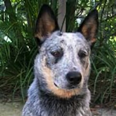 Blue Heeler dog sitting