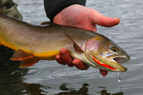 Guided Fly Fishing Trips, Fly Shop Longmont Colorado