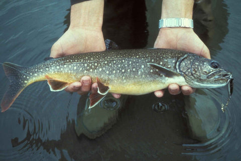 Fly Fishing Guides Longmont Colorado, Fly Fishing Trips Longmont Colorado