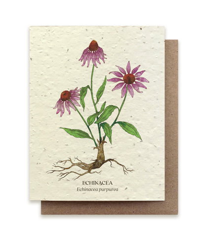 Echinacea Plantable