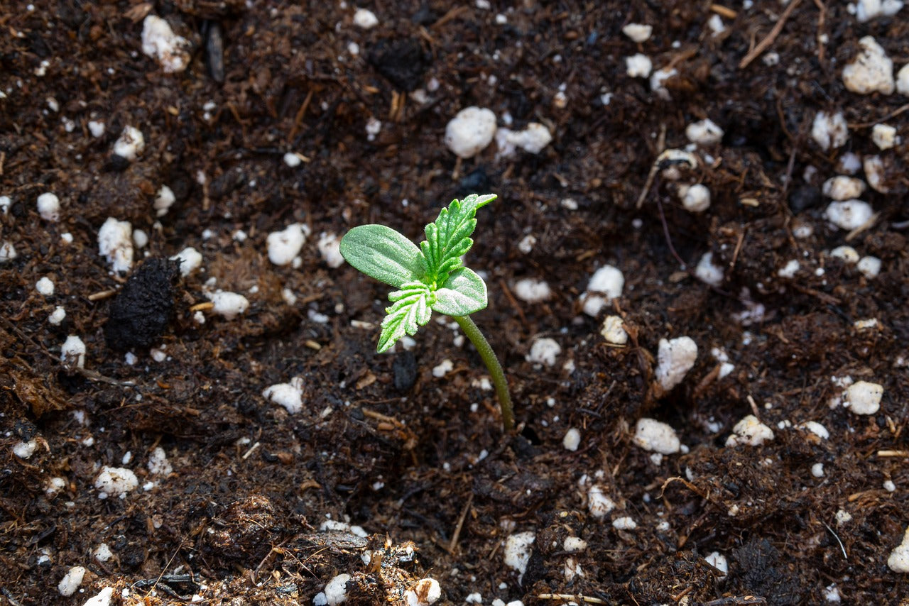 Junge Cannabispflanze die anfängt zu wachsen. Man sieht erste Keimblätter