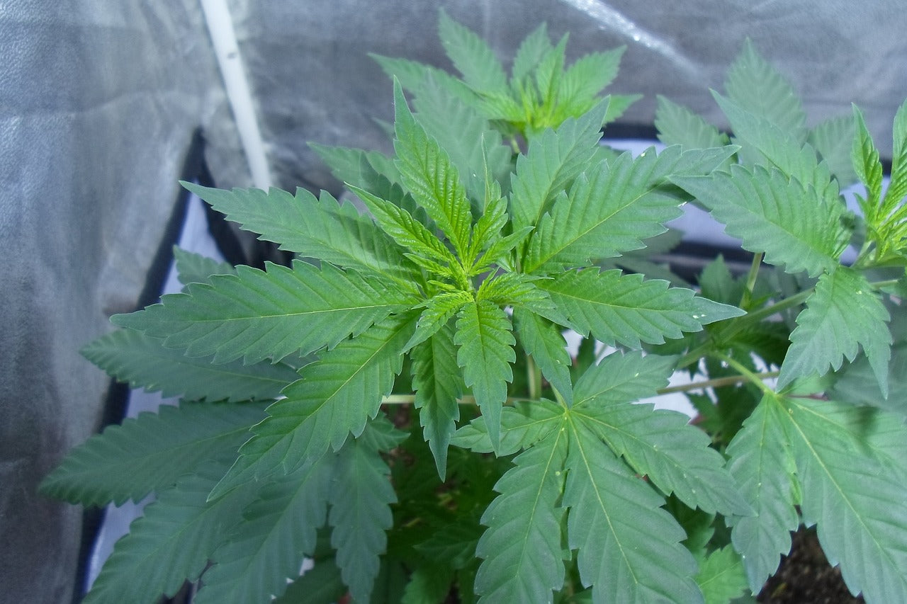 Cannabis in der vegetativen Phase