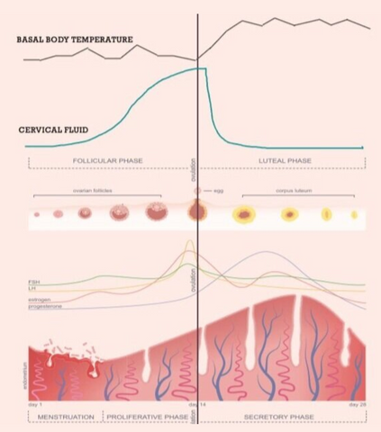 Sympto-thermal Method of Fertility Awareness Short Luteal Phase