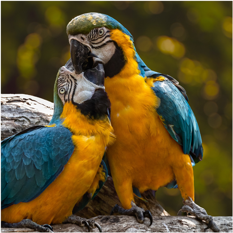 Hormonal Behavior in Parrots: How to Pet a Parrot