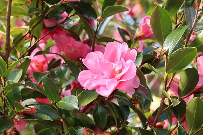 Camellia Sasanqua - Pink Snow – Sammy's Plant World