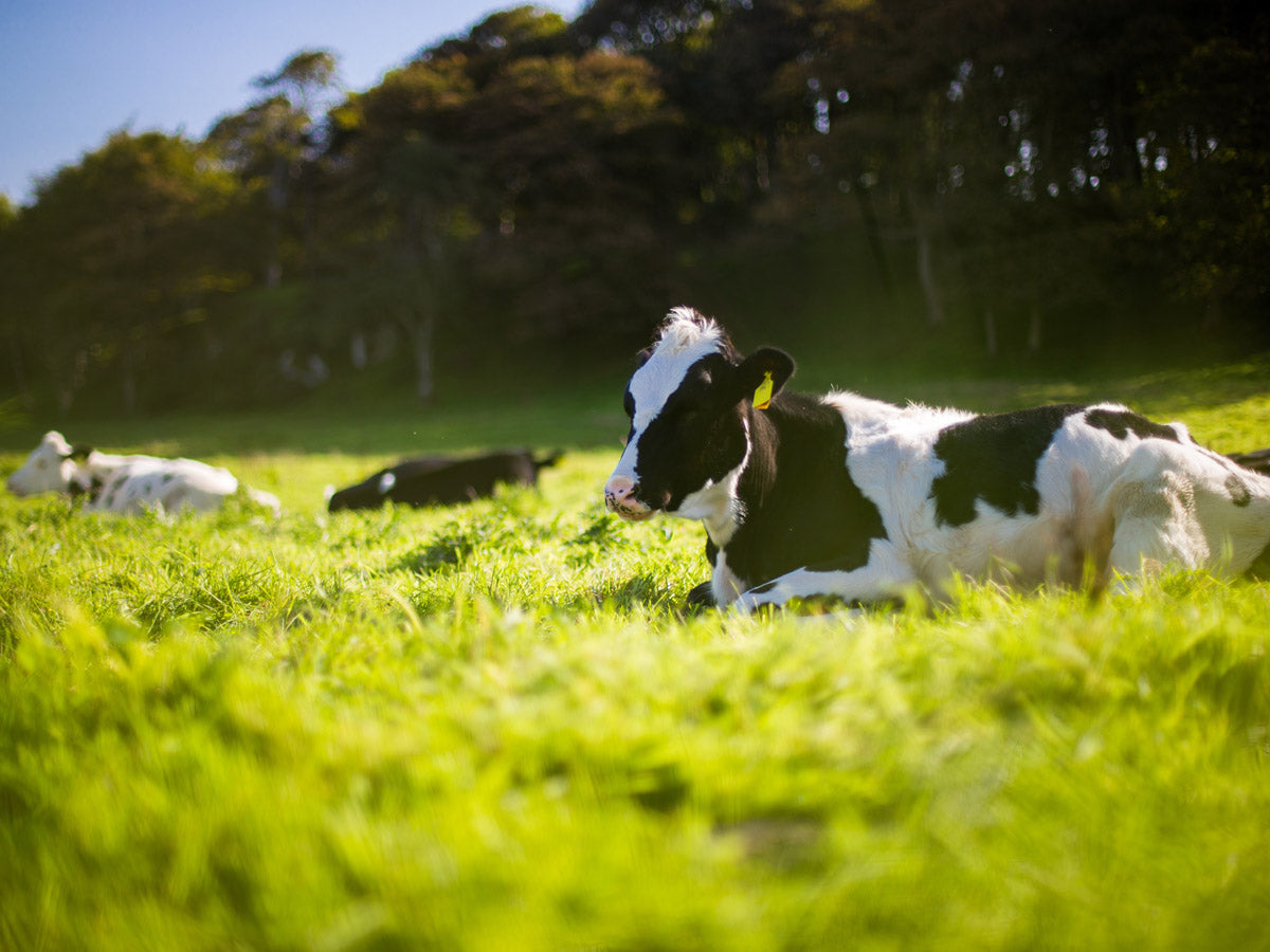 British Cows