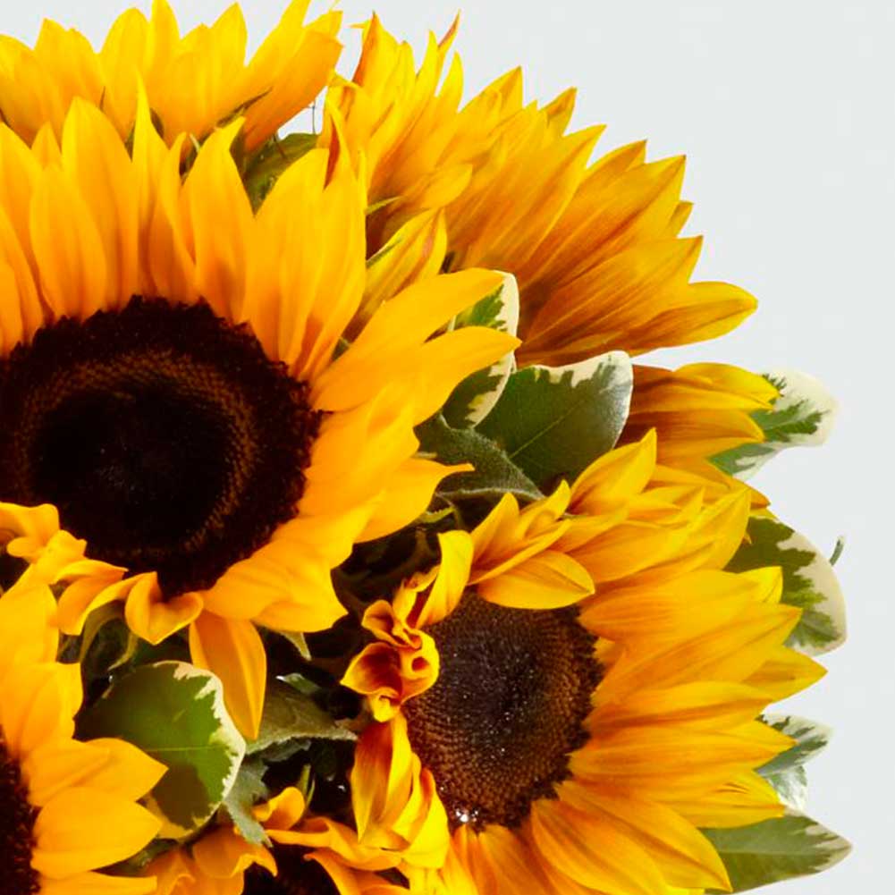 Girasoles: Bouquet o Jarrón, Delivery Orlando – Fresh Flowers Orlando