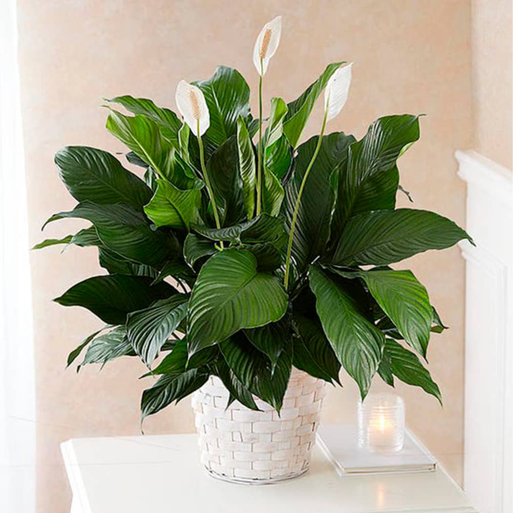 Sympathy Planta De Lirio, Florist Orlando FL, Funeral Standing Spray –  Fresh Flowers Orlando