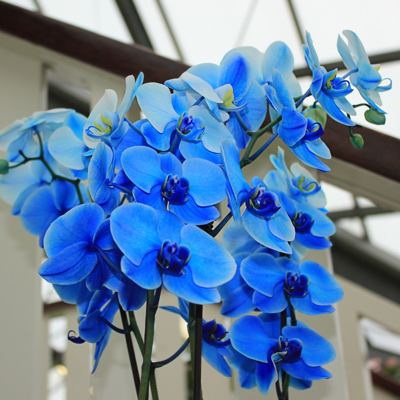 Синяя орхидея в горшке. Орхидея фаленопсис синяя. Орхидея фаленопсис голубая. Фаленопсис синий. Фаленопсис джакаранда.