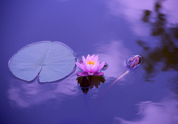 fleur de lotus à fumer