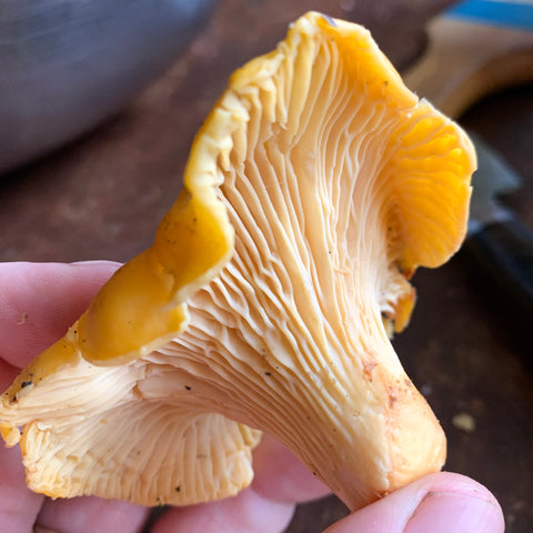 golden chanterelle