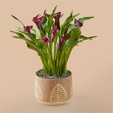 Proflowers Gifts & More My Darling Pink Calla Lily Plant Specialty Gif –  The Flowers Directory