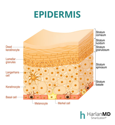 A graphic of the epidermis