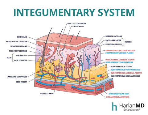 integumentary graphic explaining the system