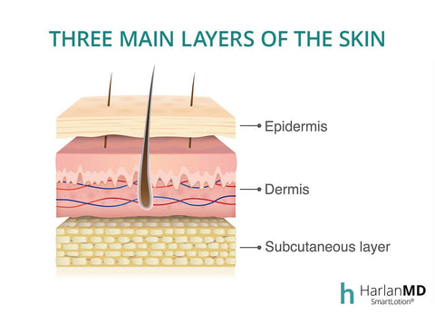 skin barrier three layers of skin
