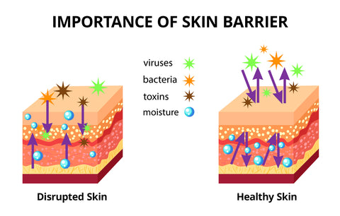 The skin barrier graphic