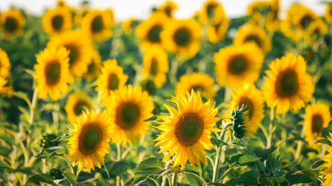 Sunflowers can give off pollen, an eczema trigger 