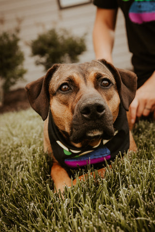 Brown foster dog laying down in grass