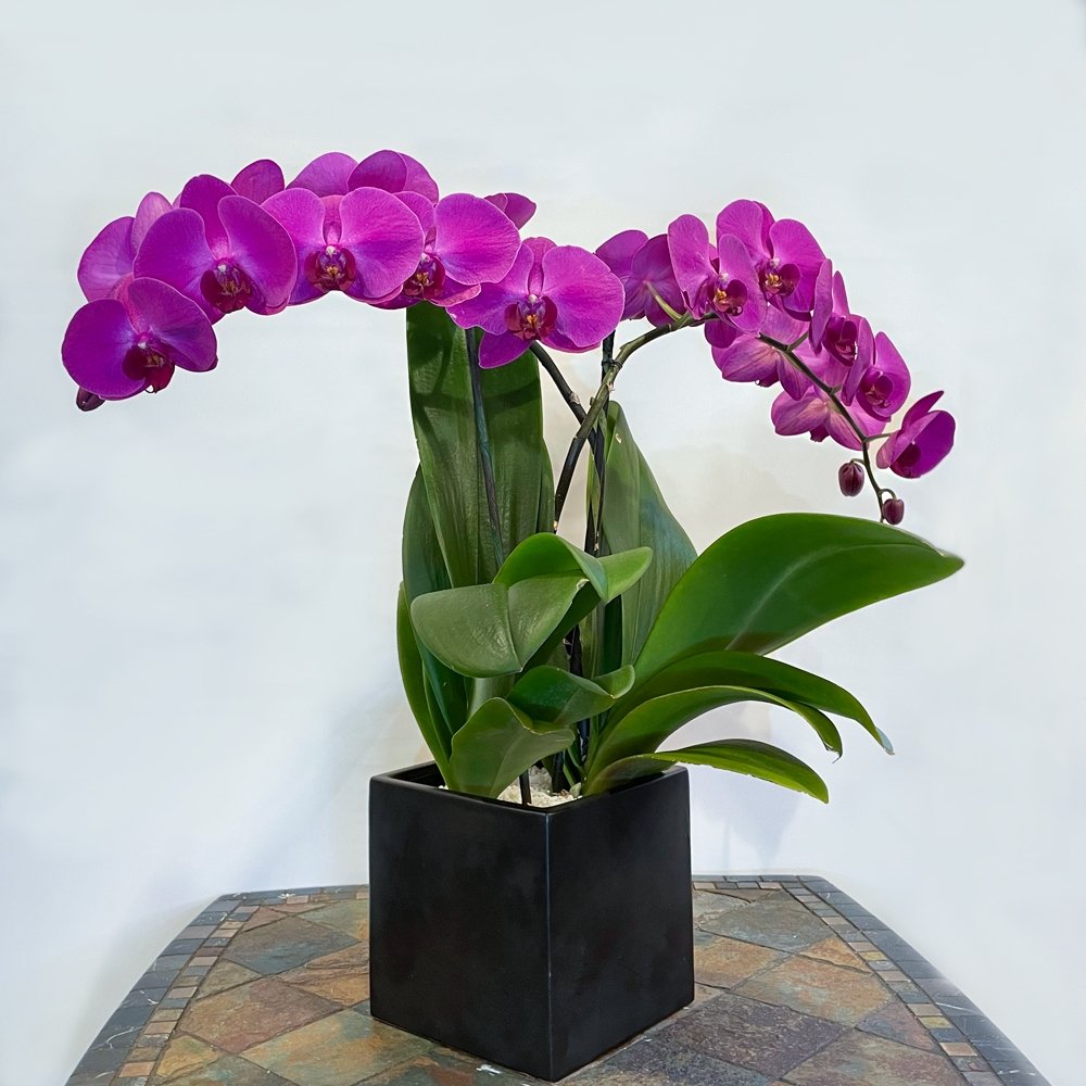 House Plants - Phalaenopsis / double plant / fuchsia / ceramic container -  Heather Floral | Heather Floral