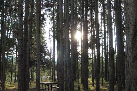 Sun shining through tall trees in woods